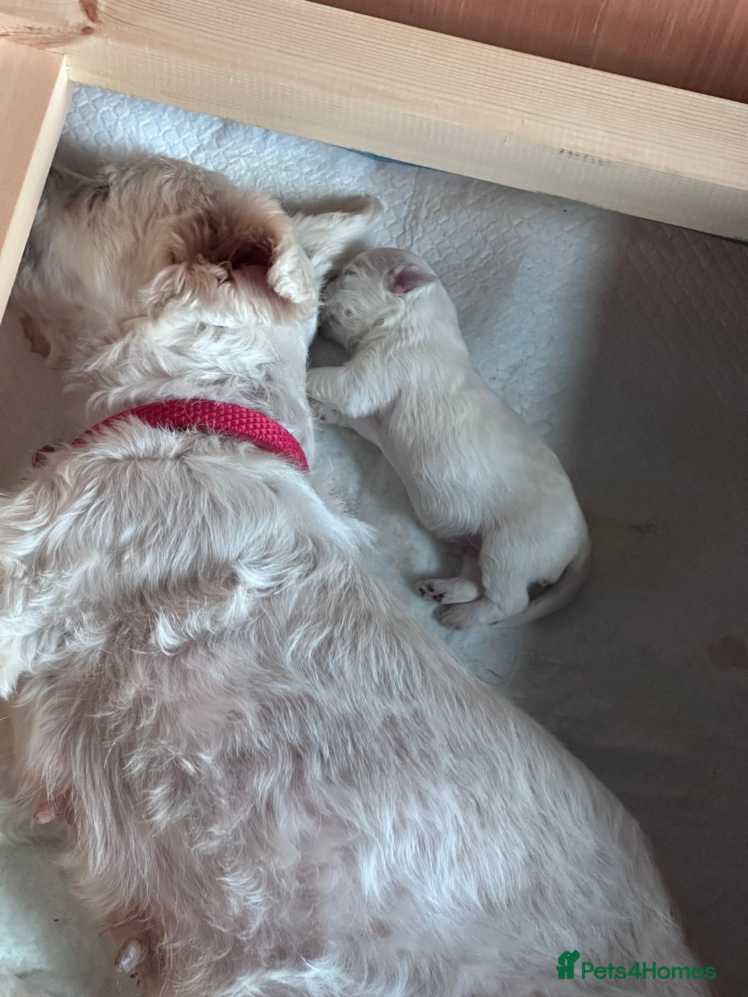 Bichon Frise dogs for sale: Bichon Maltese  - Image 4
