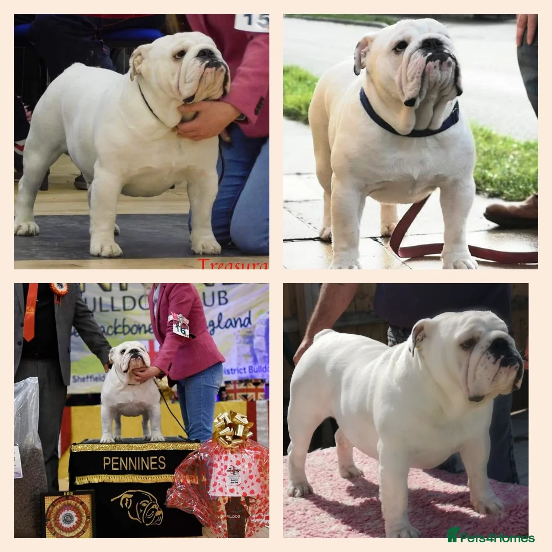 English Bulldog dogs for stud: UK CHAMPION health tested  in Bradford - Advert 4