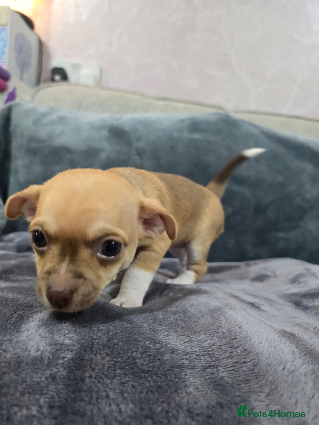 Chihuahua dogs for sale: Chihuahua pedigree pups. Not KC. - Image 24