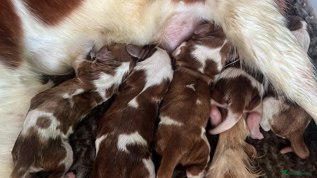 Welsh Springer Spaniel dogs for sale: KC Registered puppy girl available  - Advert 9