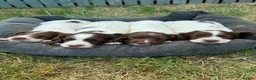 English Springer Spaniel dogs for sale: Springer spaniel pups - Advert 6