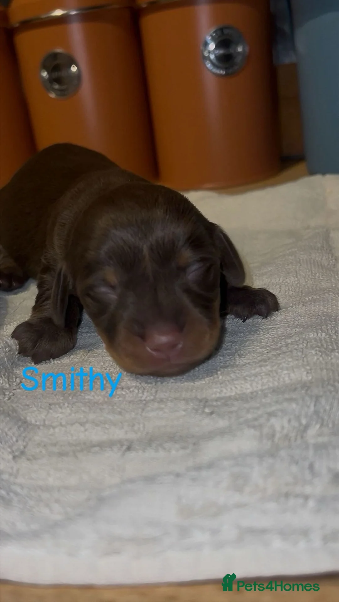 Dachshund dogs for sale: Dacshaunds puppies  - Advert 12