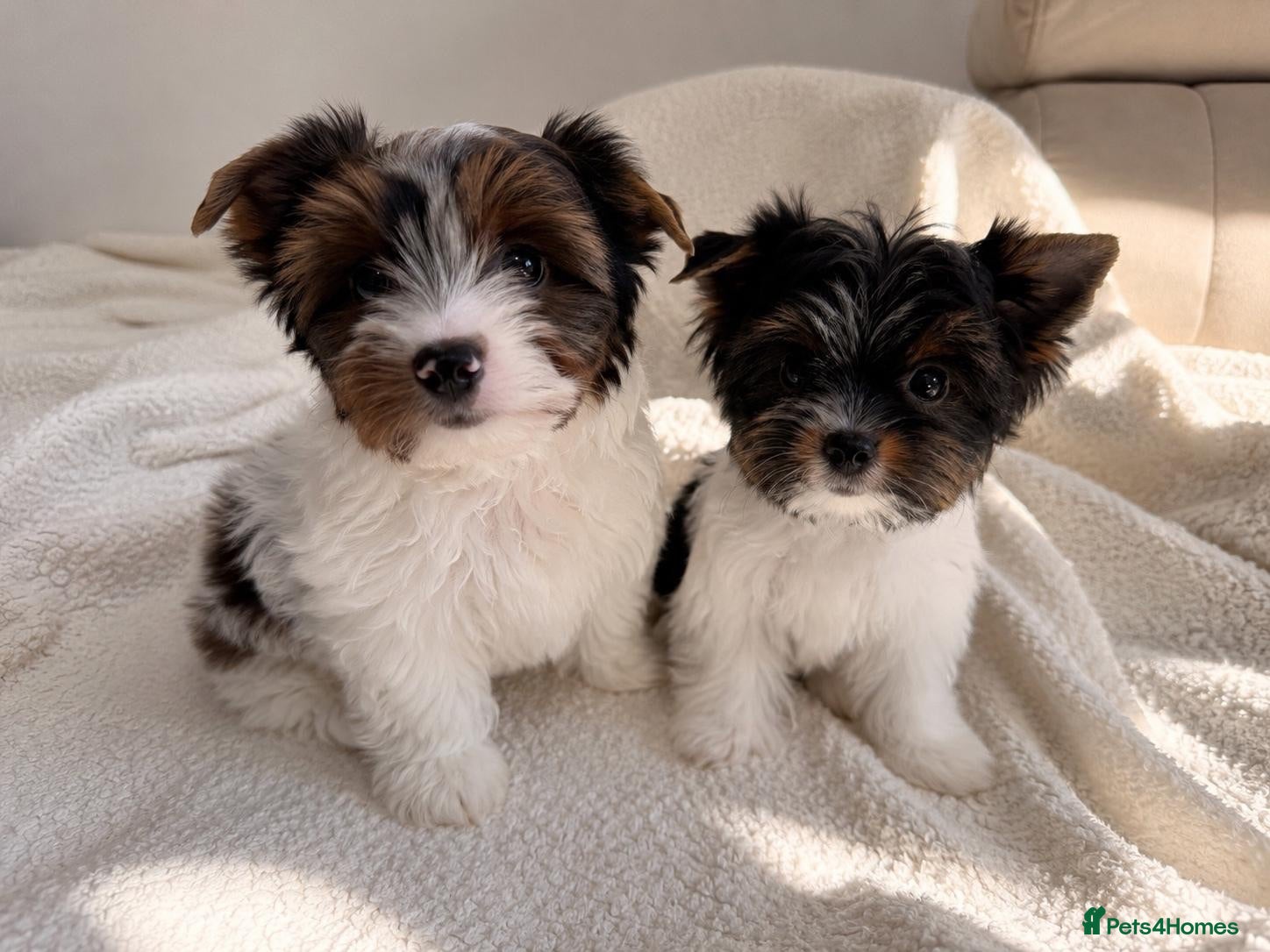 Biewer Terrier dogs Last Two Beautiful Biewer Puppies- Ready Now  - Advert 8