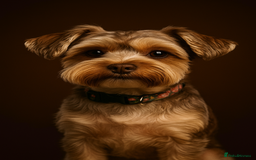 Yorkshire Terrier dogs for sale: Chocolate Yorkshire Terrier  - Image 13