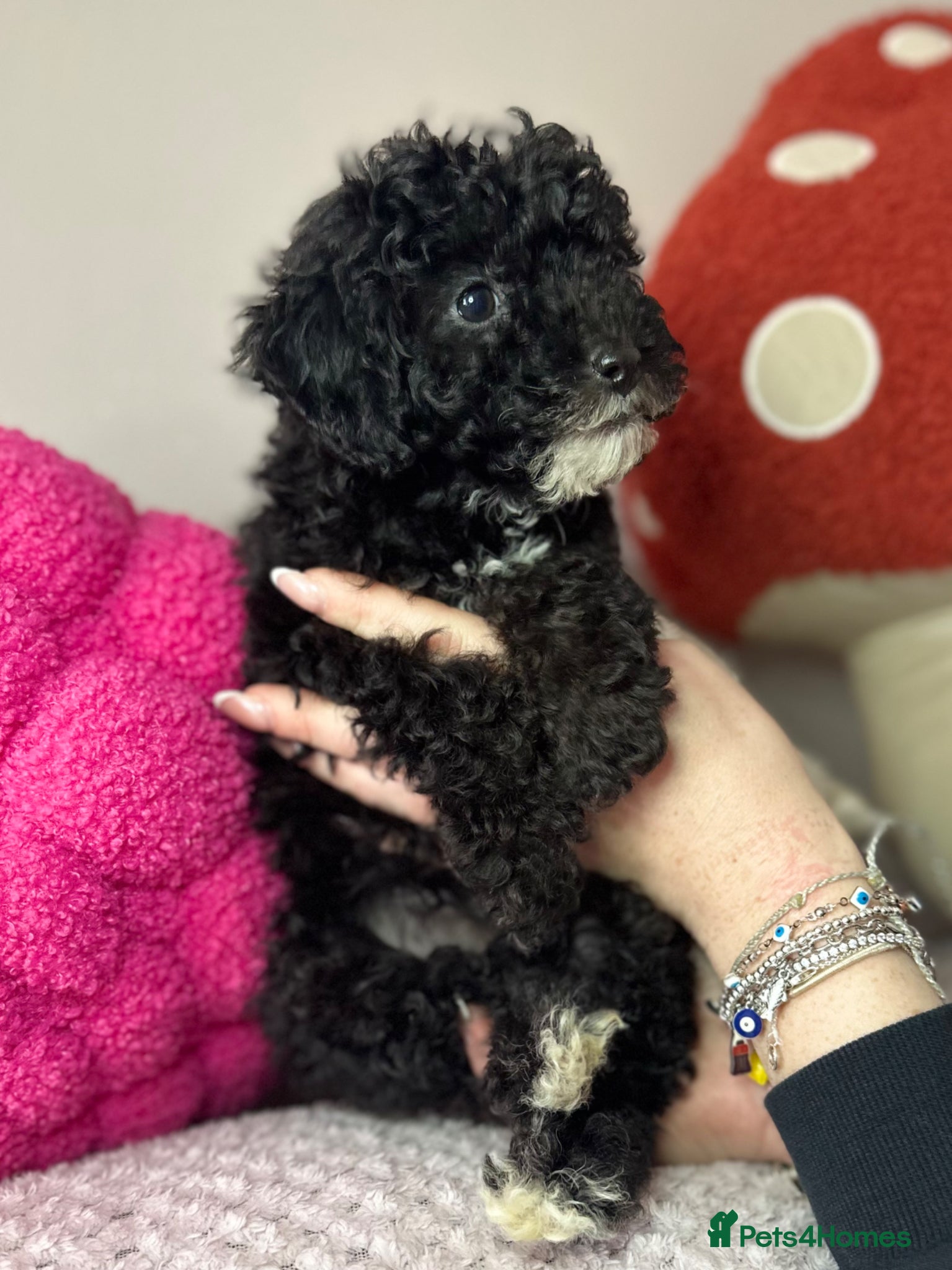 Toy Poodle dogs Toy poodle puppies READY NOW! - Advert 4