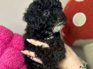 Toy Poodle dogs Toy poodle puppies READY NOW! - Advert 4
