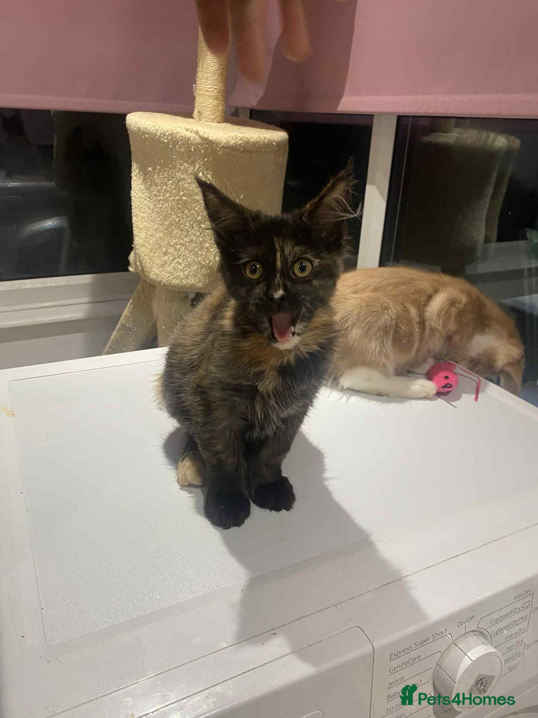 Maine Coon cats for sale: Xl mainecoon kittens  - Image 6