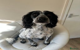 English Springer Spaniel dogs for sale: Male Springer Spaniel, Serious people only!!!!!!  - Image 2