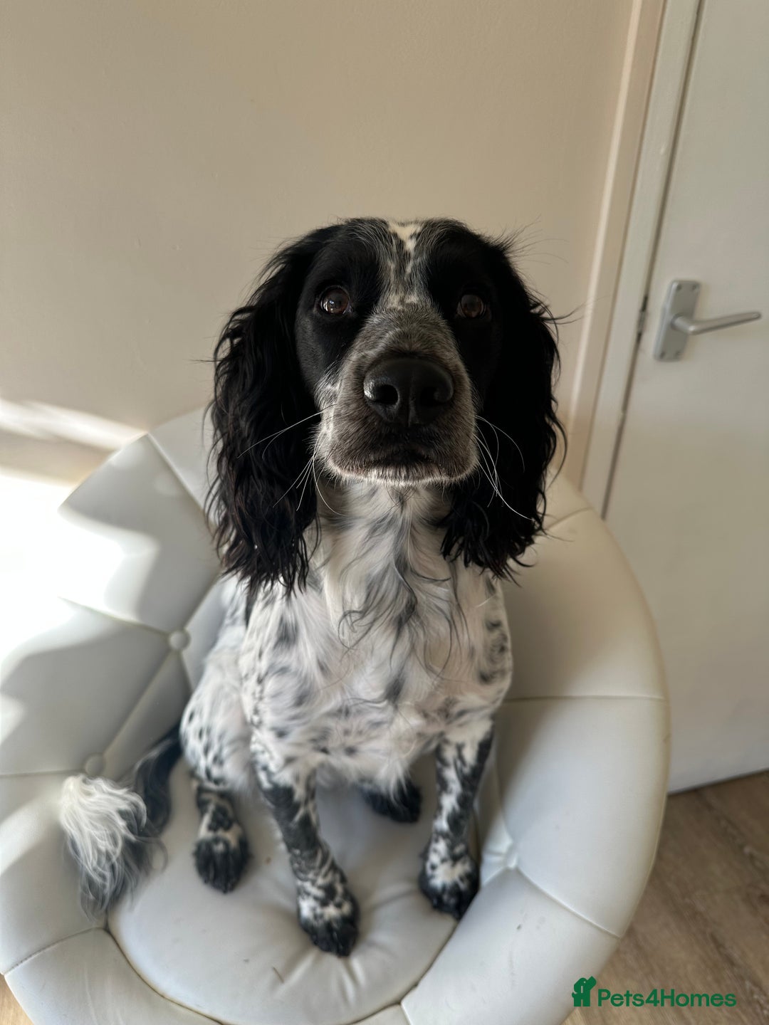 English Springer Spaniel dogs for sale: Male Springer Spaniel, Serious people only!!!!!!  - Image 2