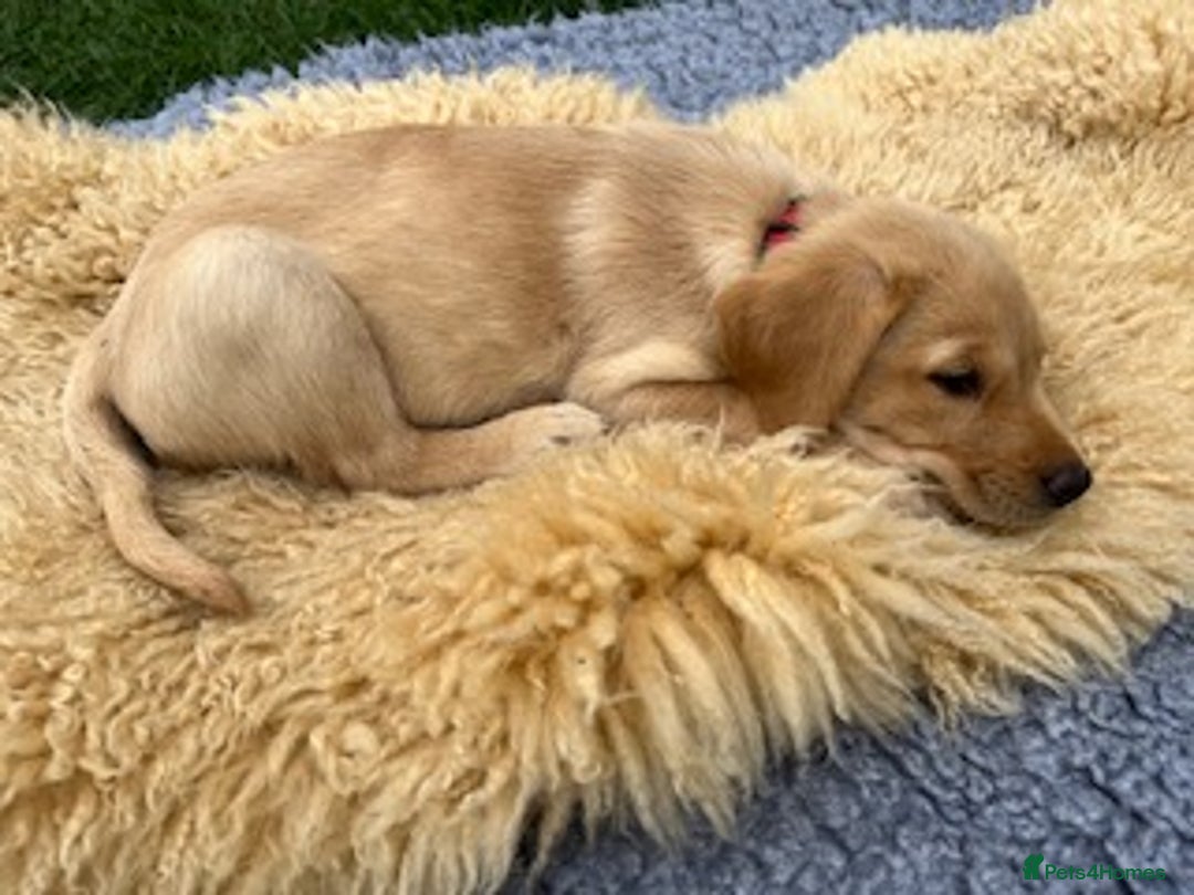 Labrador Retriever dogs for sale: 11 Exceptional Labrador Puppies - Image 13