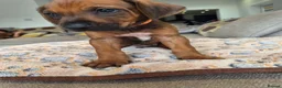 Rhodesian Ridgeback dogs for sale: KC Registered Rhodisian Ridgebacks  - Advert 7