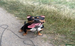 Staffordshire Bull Terrier dogs for sale: Urgent home needed  - Image 5