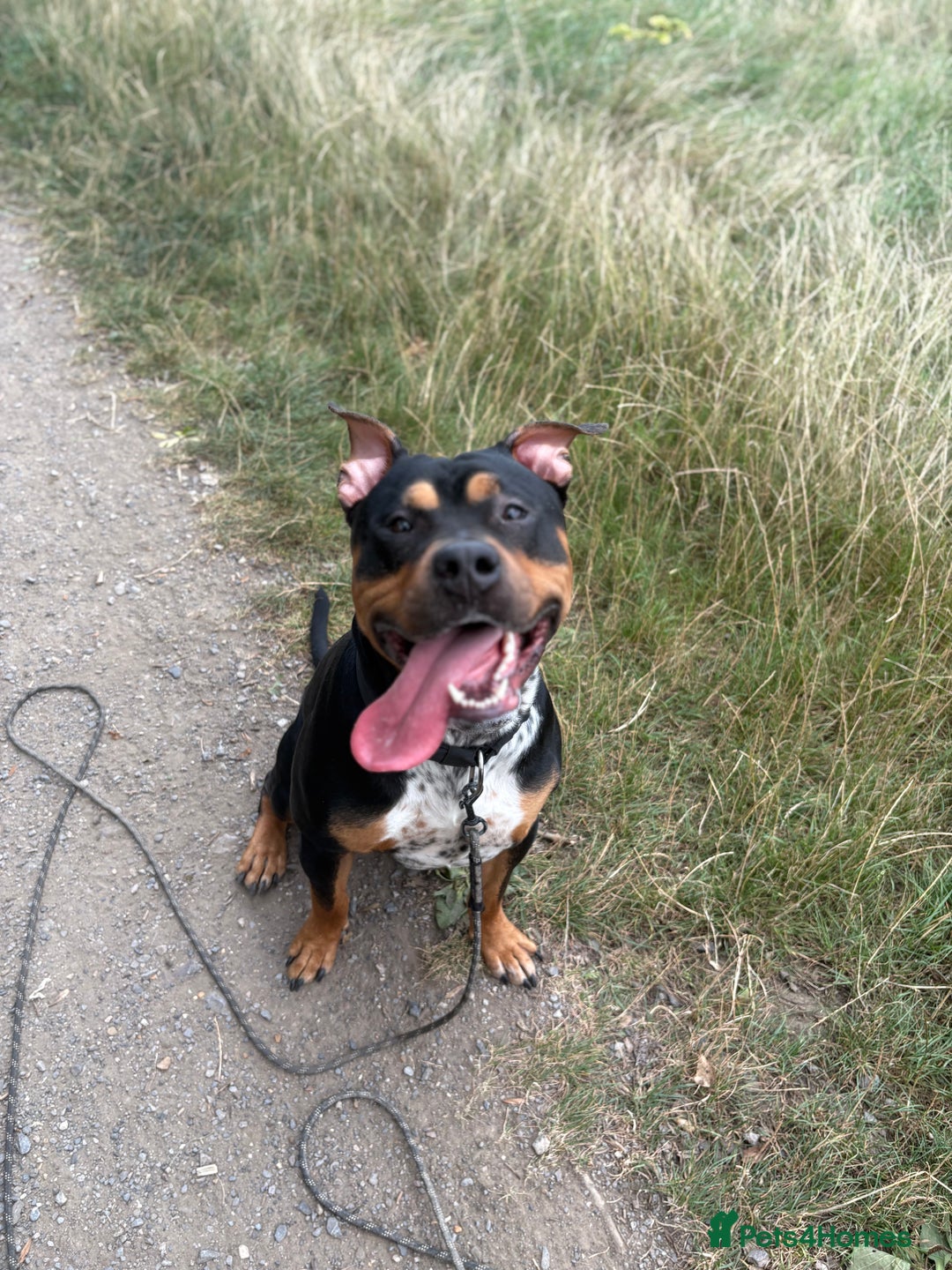Staffordshire Bull Terrier dogs for sale: Urgent home needed  - Image 5