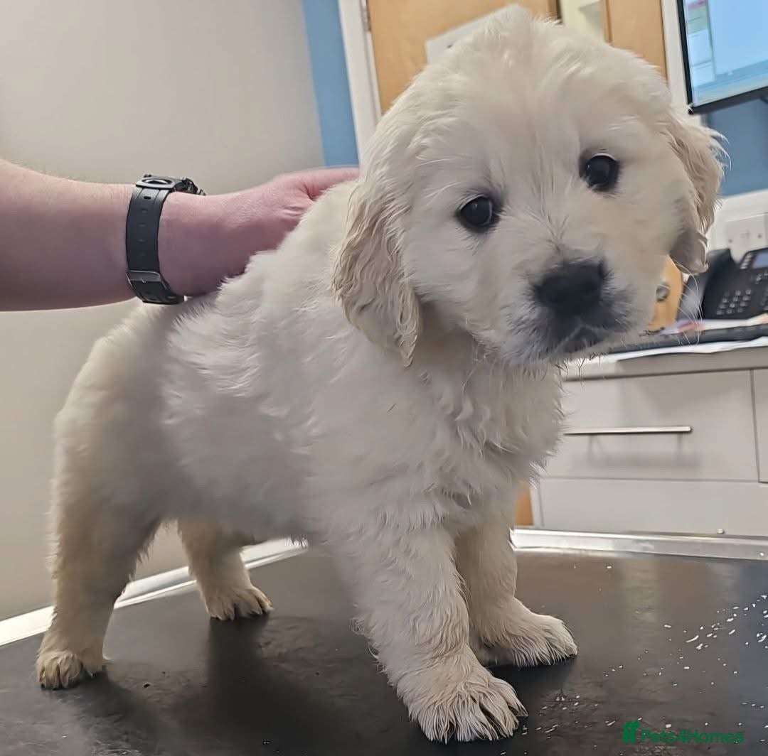 Golden Retriever dogs for sale: Chunky, Polar bear white KC golden retriever boy - Image 8