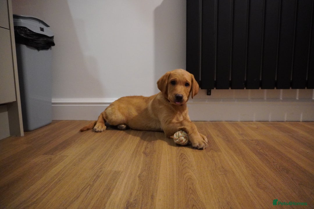Labrador Retriever dogs for sale: Stunning KC Fox Red & Yellow Labrador Puppies - Advert 28