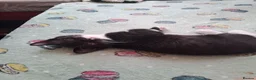 Mixed Breed cats for sale: Gorgeous kittens for sale - Advert 7