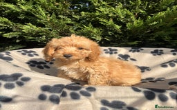 Cockapoo dogs for sale: 5 lovely f1 cockapoos  - Image 15