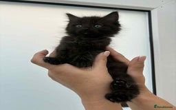 Mixed Breed cats for sale: Maine coon xxx - Image 17