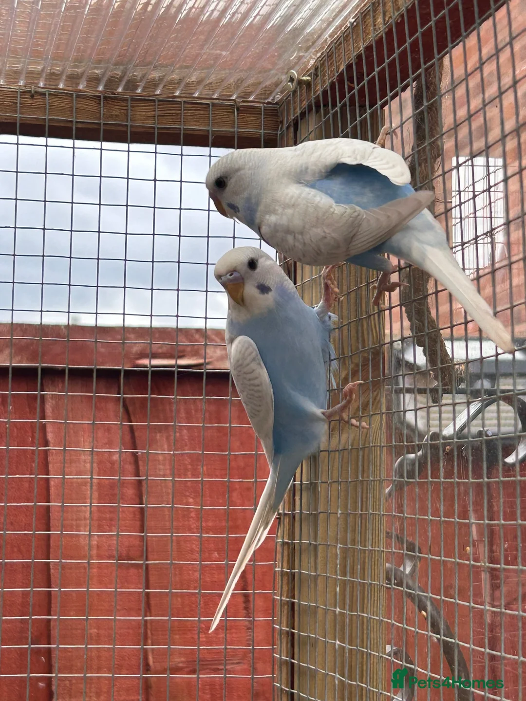 Budgerigars birds for sale: Baby budgies  - Advert 2