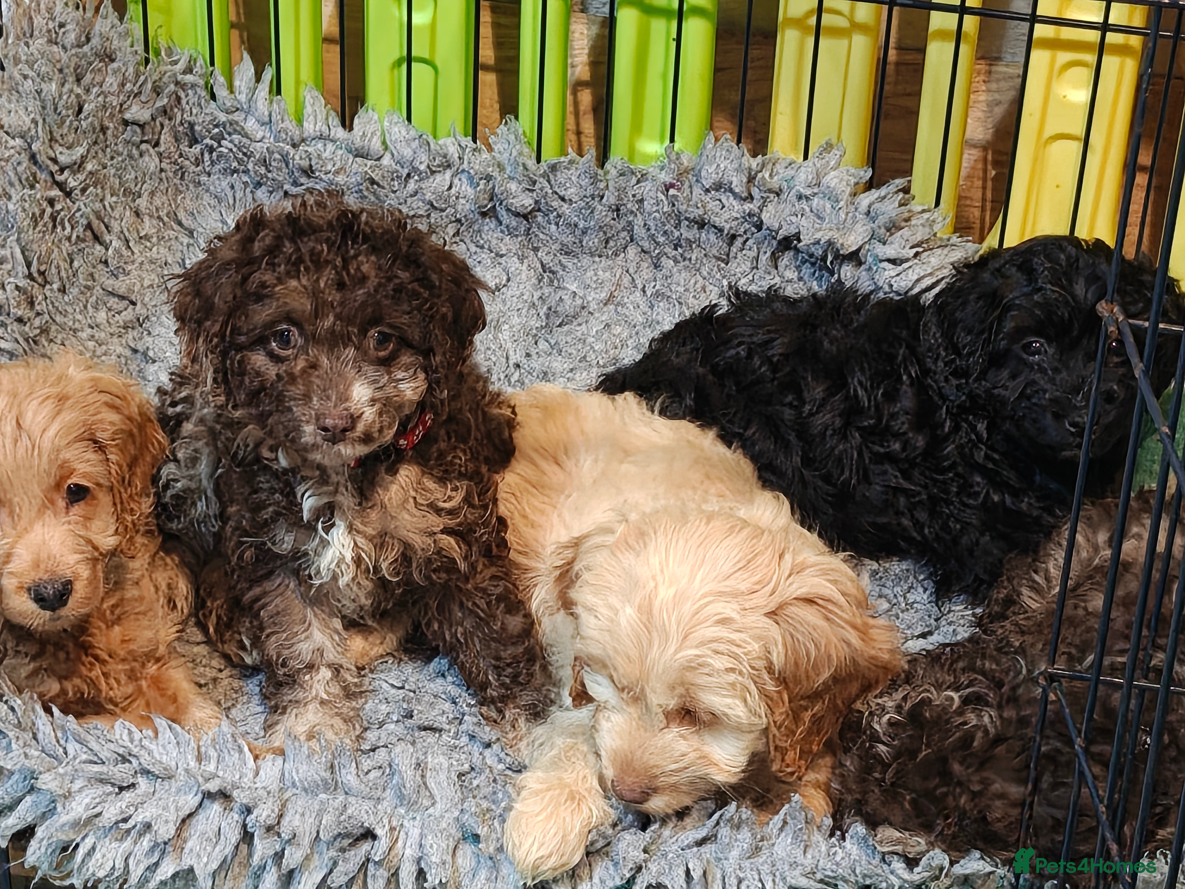 Cockapoo dogs Cockapoo READY FOR NEW HOME - Advert 1