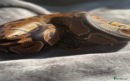Python Snake reptiles for sale: Ball pythons, babies and adults various morphs - Image 11