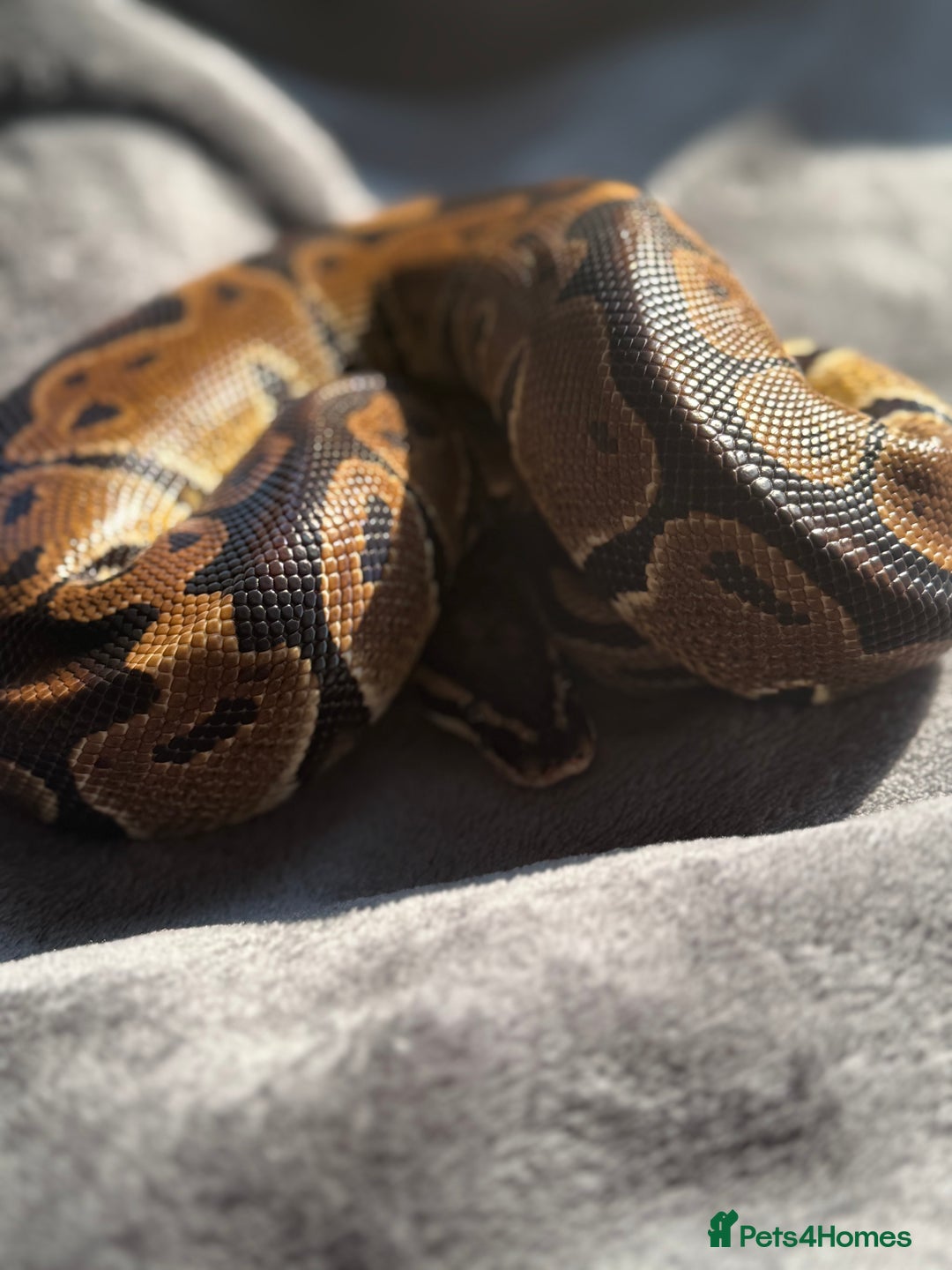 Python Snake reptiles for sale: Ball pythons, babies and adults various morphs - Image 11