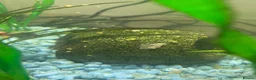 Snails fish for sale: Golden apple snails - Advert 18