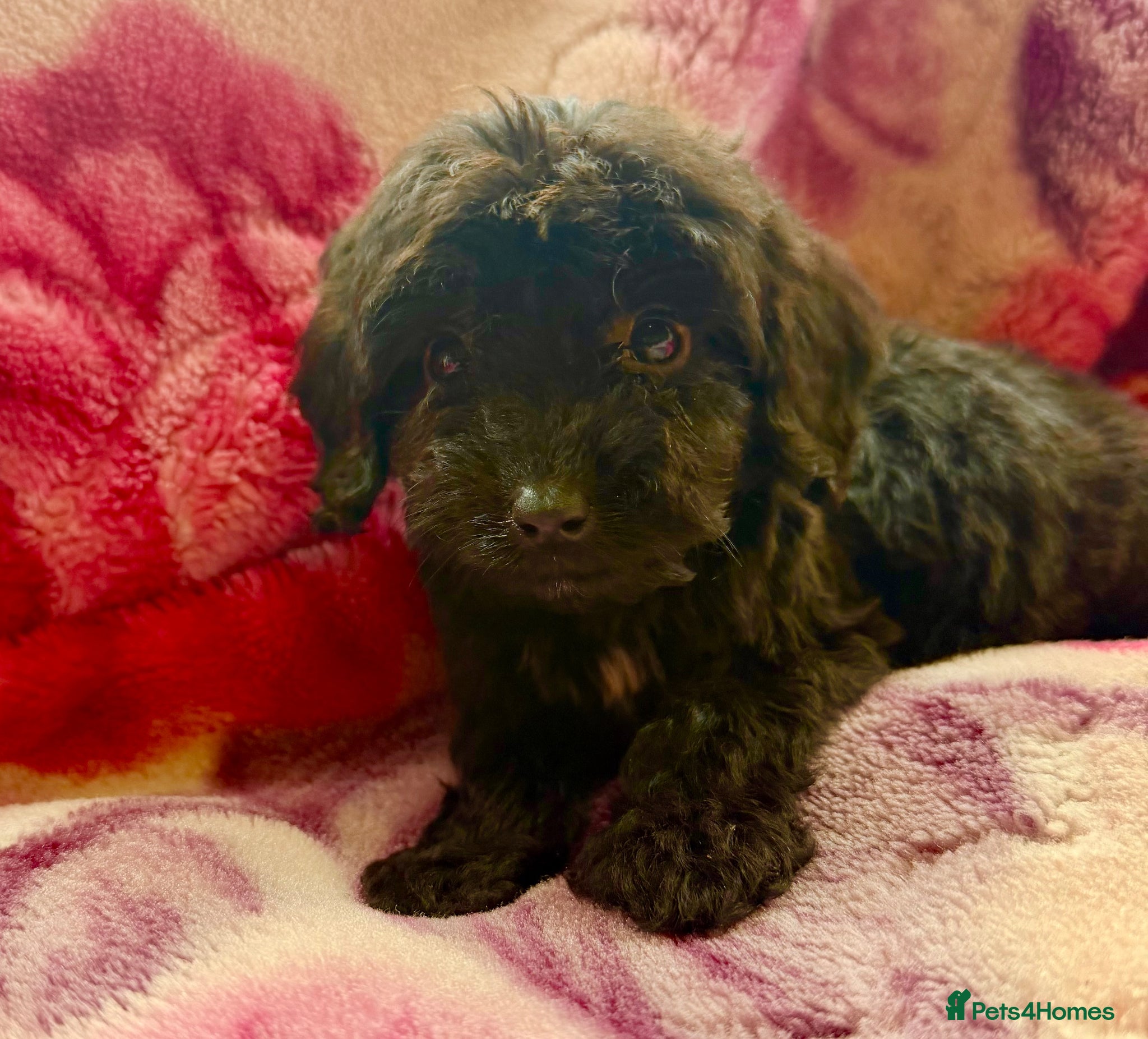 Cockapoo dogs Beautiful cockapoo puppies for sale - Advert 1