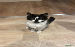 Mixed Breed cats for sale: Super friendly mixed kitten for sale. - Image 6