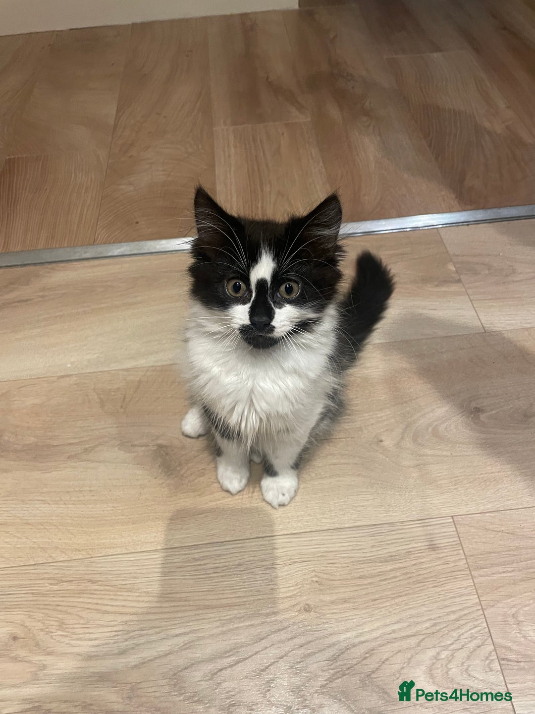 Mixed Breed cats for sale: Super friendly mixed kitten for sale. - Image 6