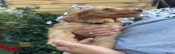 Cockapoo dogs for sale: Stunning F1 puppies Champions Bloodlines  - Advert 20