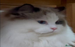 Ragdoll cats for sale: Ready *Pedigree registered Ragdolls  - Image 11