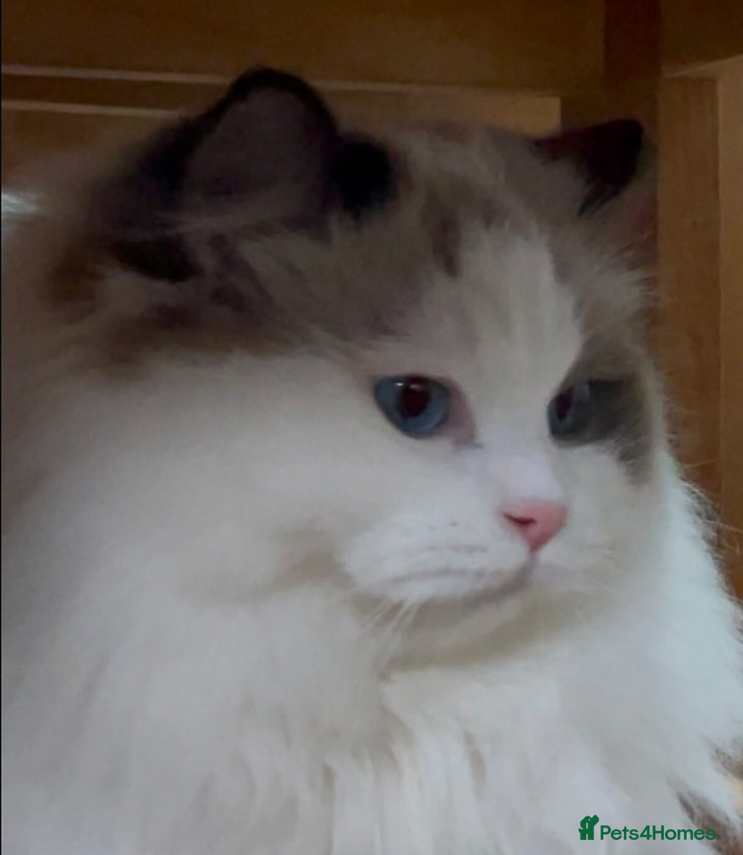 Ragdoll cats for sale: Ready *Pedigree registered Ragdolls  - Image 11