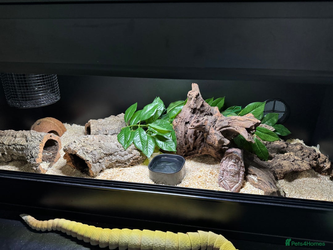 Snake reptiles for sale: Normal Western Hognose  - Image 6