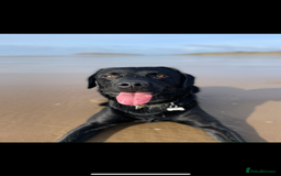 Labrador Retriever dogs for stud: Black Labrador Stud - Image 8
