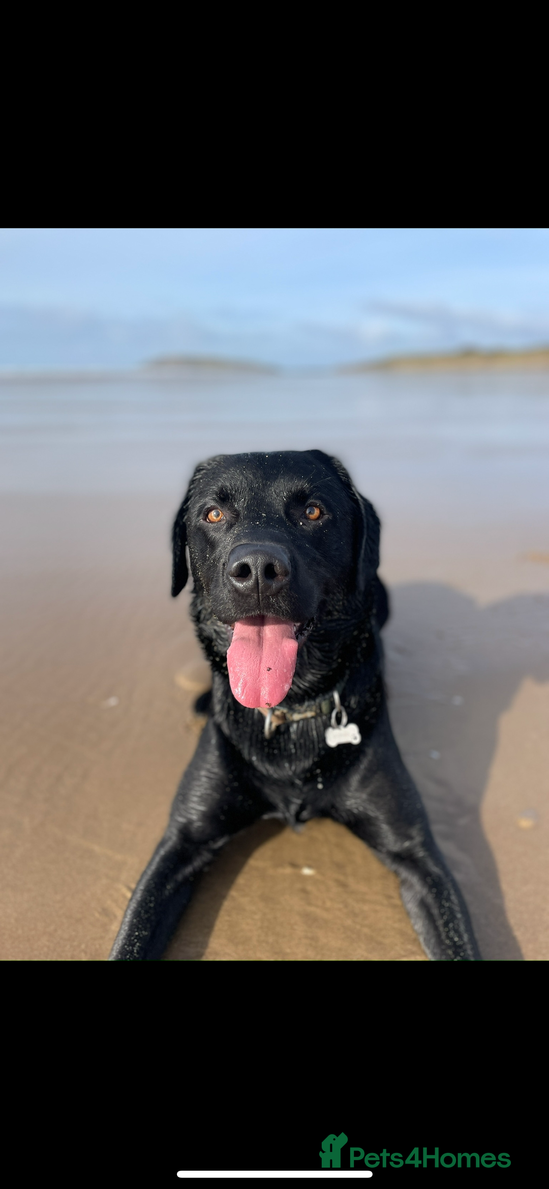 Labrador Retriever dogs for stud: Black Labrador Stud - Image 8