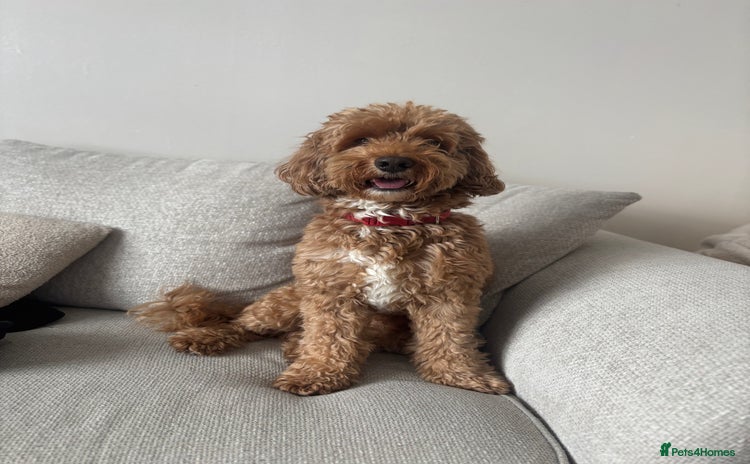 Cockapoo dogs Male 4 year old  - Advert 1