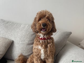 Cockapoo dogs Male 4 year old - Advert 14