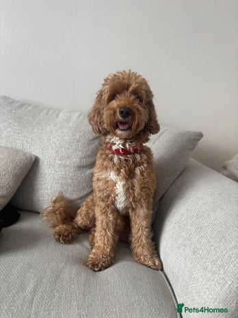 Cockapoo dogs Male 4 year old - Advert 1
