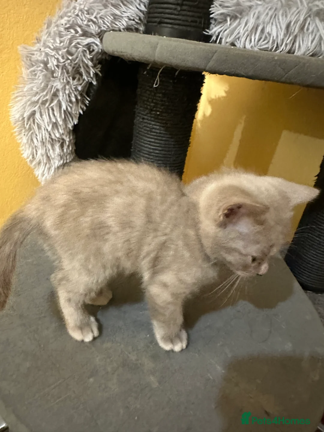 Bengal cats for sale: 2 Smokey Blue Male Bengals 1 Female Tanny - Advert 3