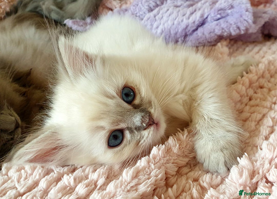 Ragdoll cats for sale: Stunning Adult Ragdoll and Kittens available!  - Image 12