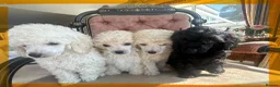 Miniature Poodle dogs for sale: Pedigree club registered Miniature poodles  - Advert 6