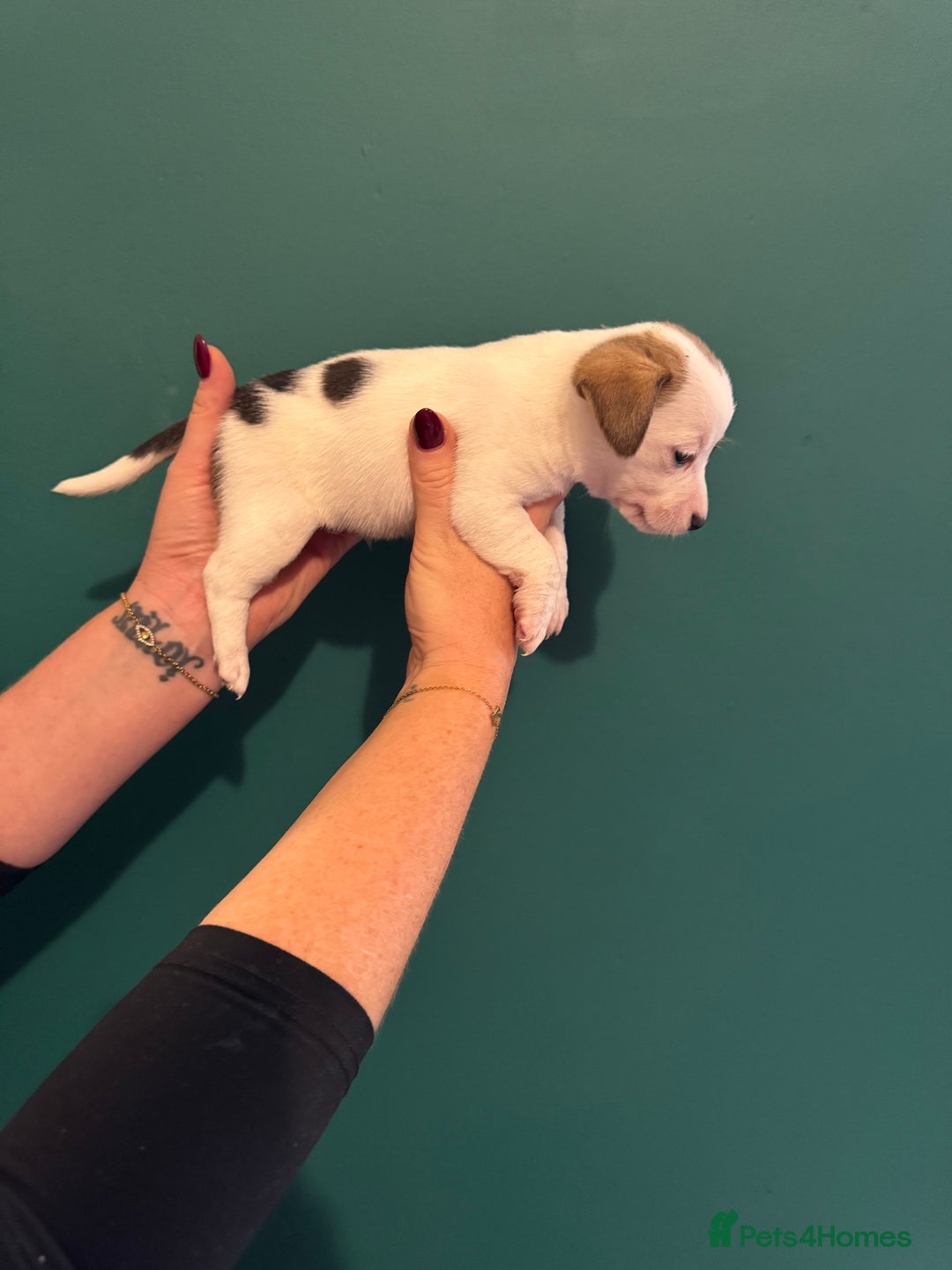 Mixed Breed dogs for sale: Dachshund x Jack Russel Puppies  - Image 5