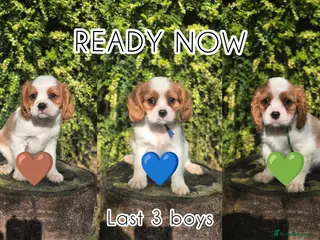 Cavalier King Charles Spaniel dogs 3 boys left ready from today ❤️ - Advert 12