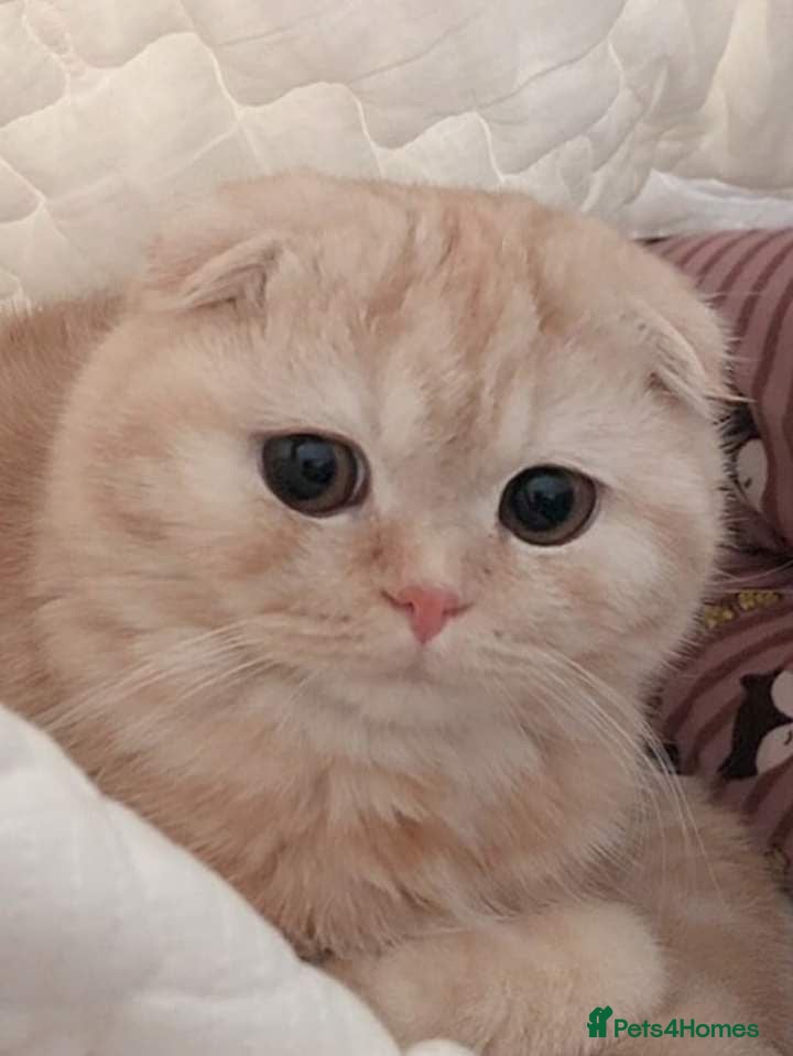 Scottish Fold cats Scottish fold kittens  - Advert 19