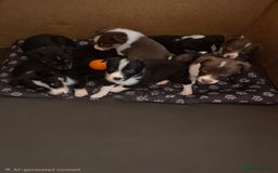 Border Collie dogs for sale: Border collie puppies ready 15th december - Advert 1