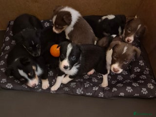 Border Collie dogs Border collie puppies family home - Advert 2