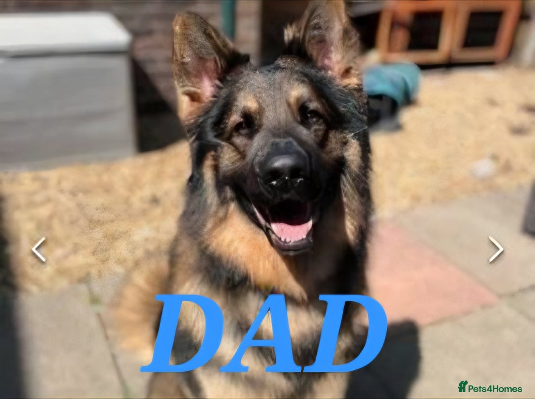 German Shepherd dogs for sale: Quality KC Reg Long Coat German Shepherd Pups  - Image 15