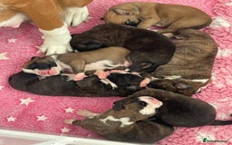 Boxer dogs for sale: Beautiful boxer puppies available  - Image 15