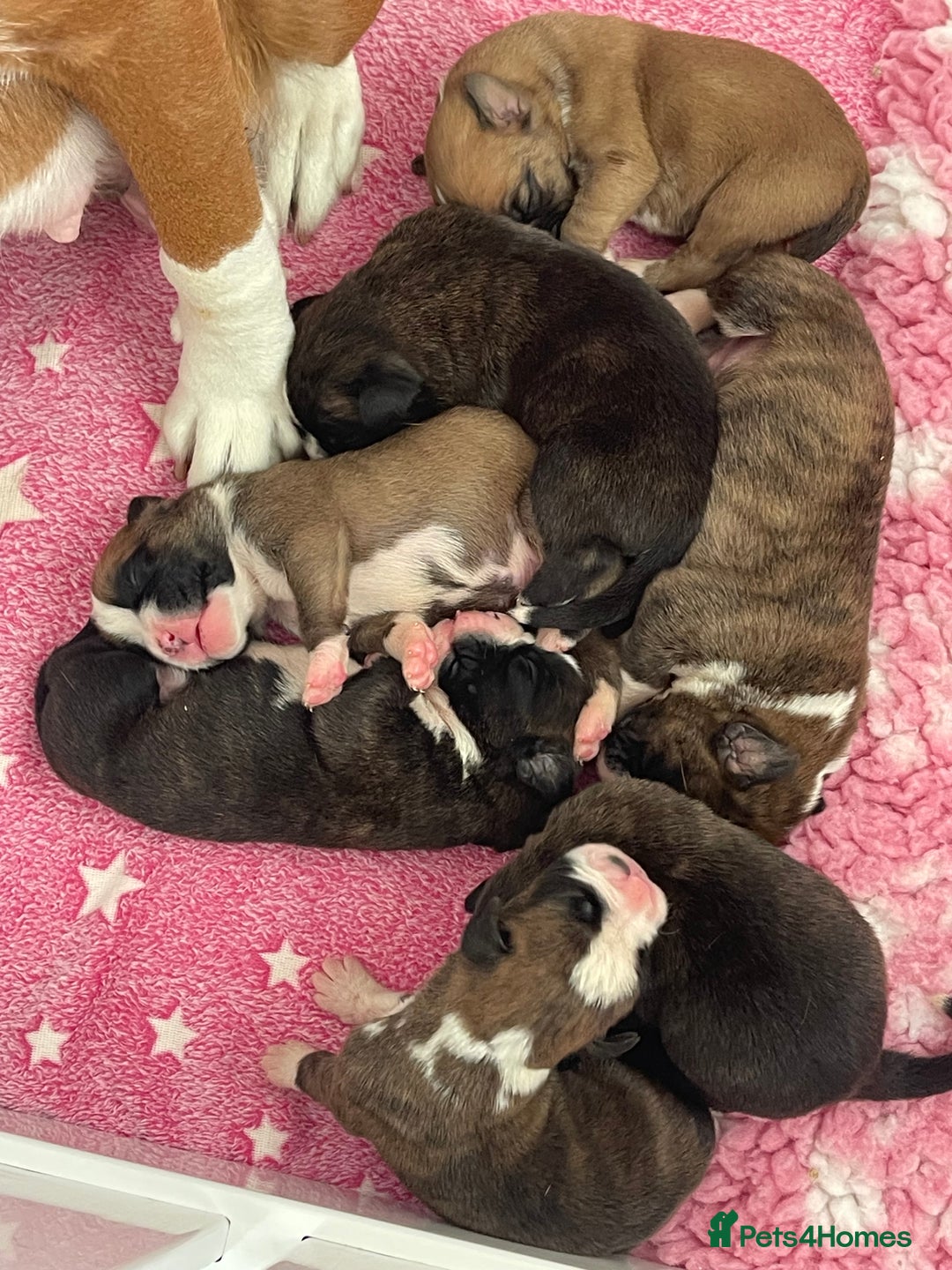 Boxer dogs for sale: Beautiful boxer puppies available  - Image 15